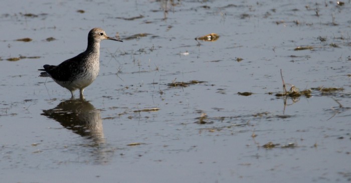 Lesser Yellowlegs