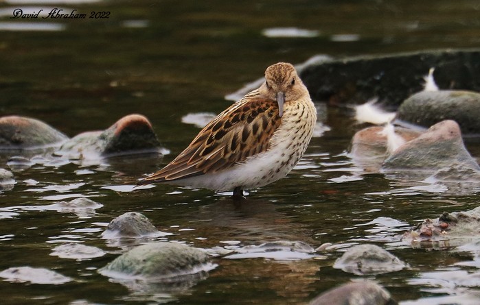 Dunlin