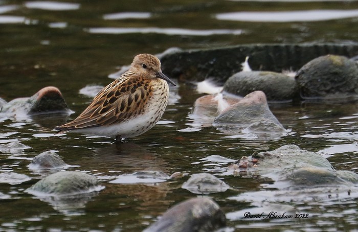 Dunlin 