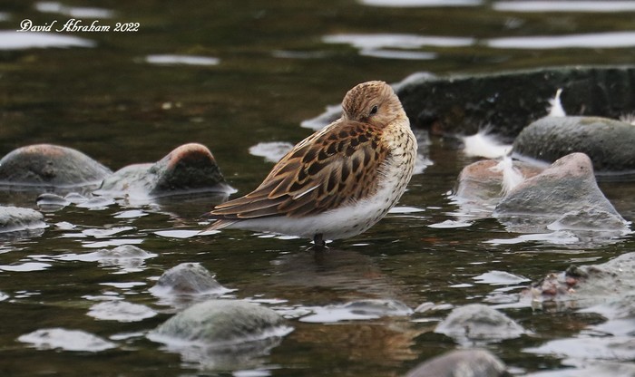 Dunlin
