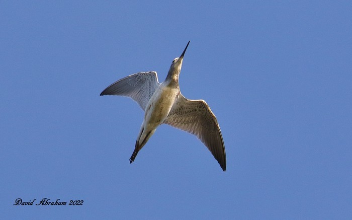 Greenshank 