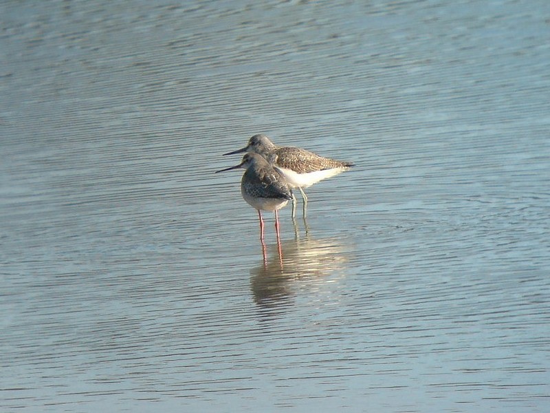 Spotted Redshank