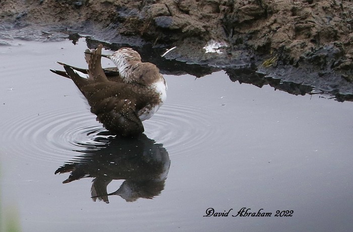 Green Sandpiper 