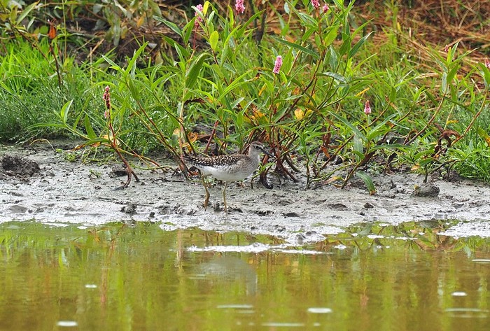 Wood Sandpiper