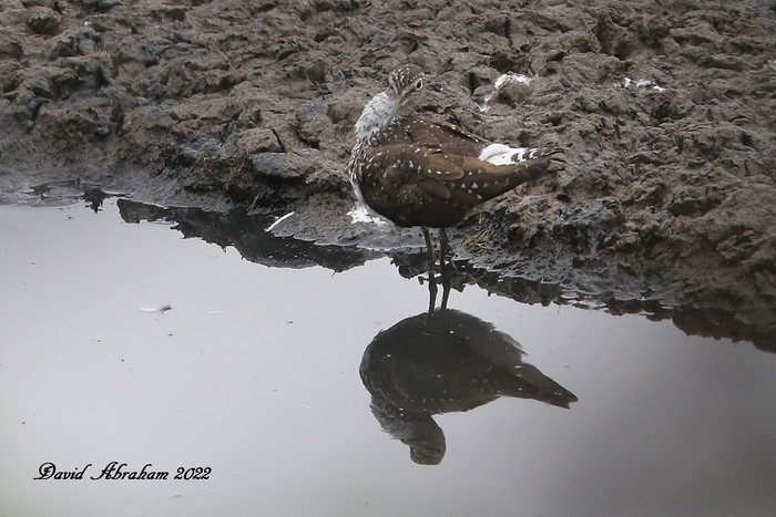Green Sandpiper 