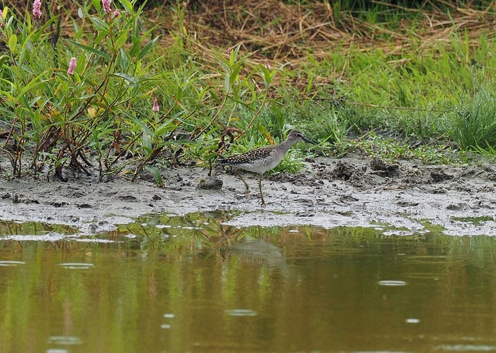 Wood Sandpiper