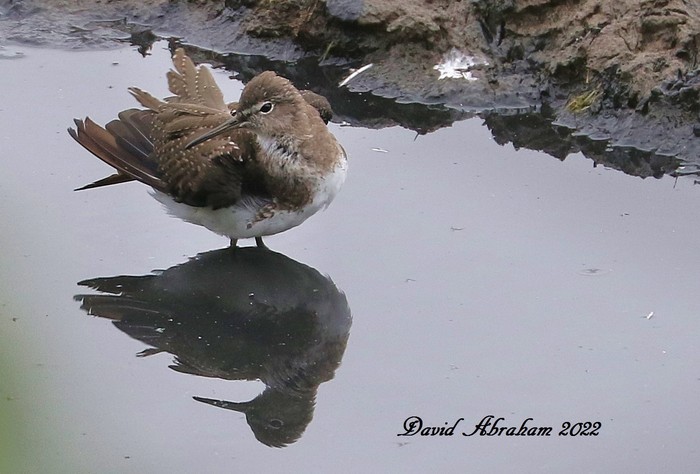 Green Sandpiper