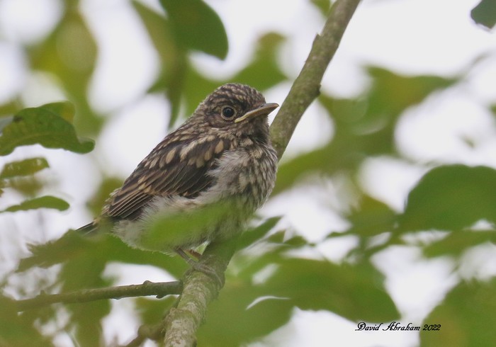 Spotted Flycatcher 