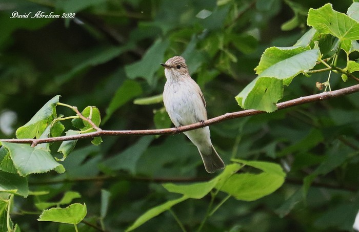 Spotted Flycatcher 