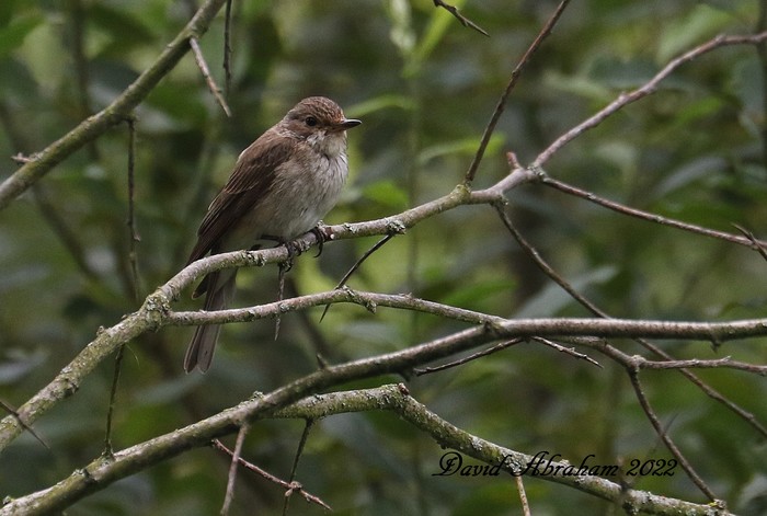 Spotted Flycatcher 