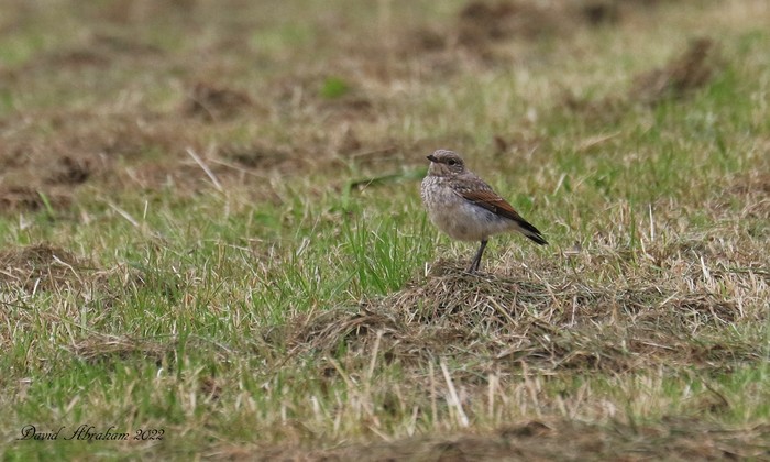 Wheatear 
