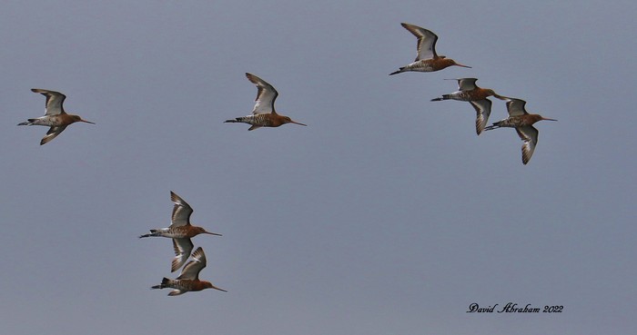 Black-tailed Godwit