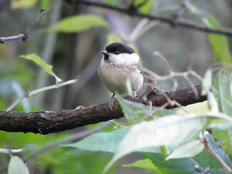 Willow Tit