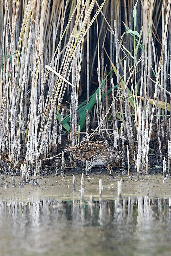 Spotted Crake