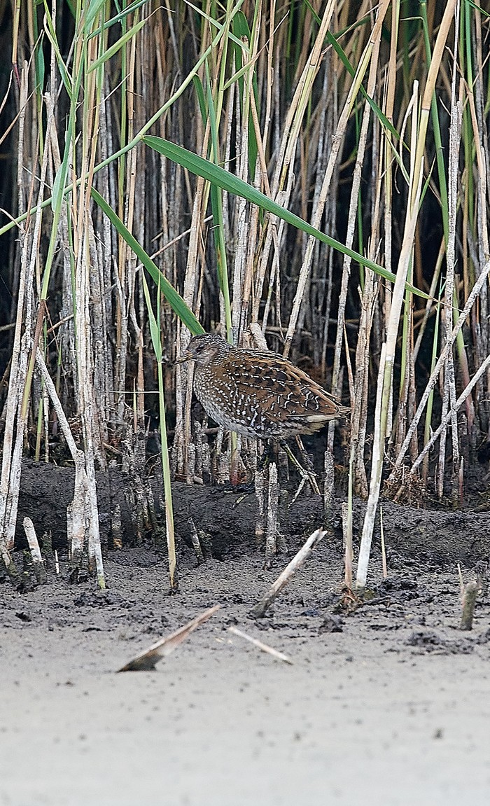 Spotted Crake