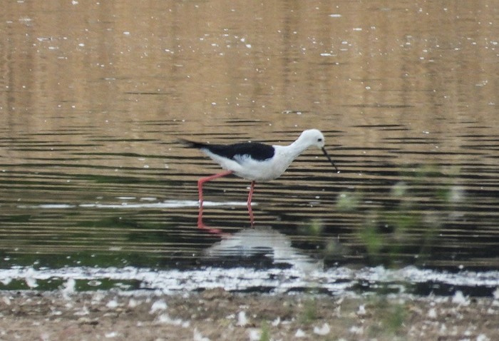 Black-winged Stilt