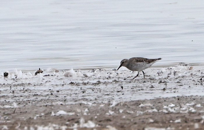White-rumped Sandpiper