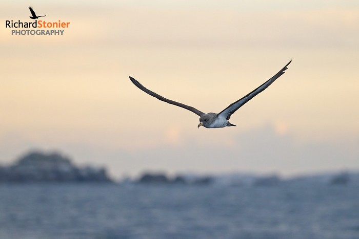 Cory's Shearwater