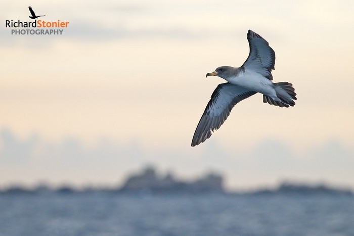 Cory's Shearwater
