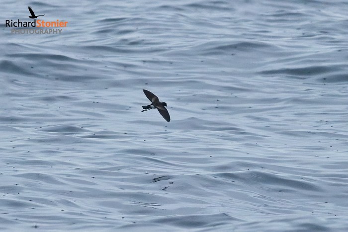 Wilson's Petrel