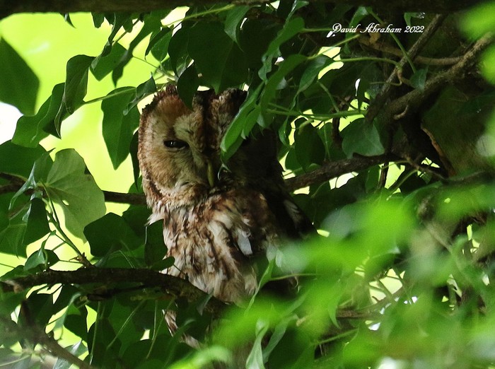 Tawny Owl 