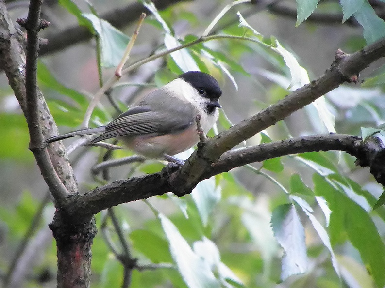 Willow Tit