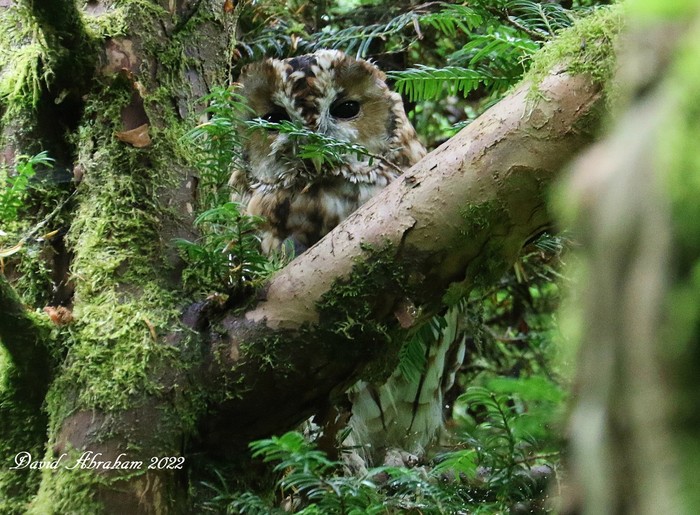Tawny Owl 
