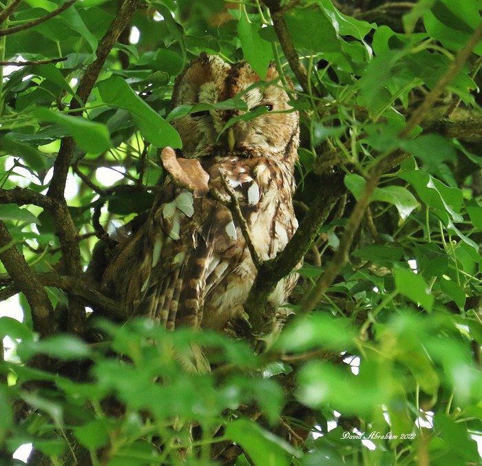Tawny Owl 