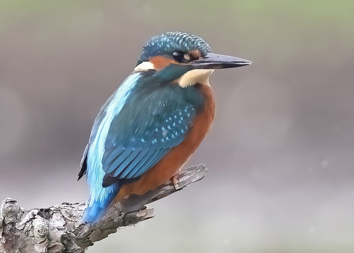 Kingfisher
