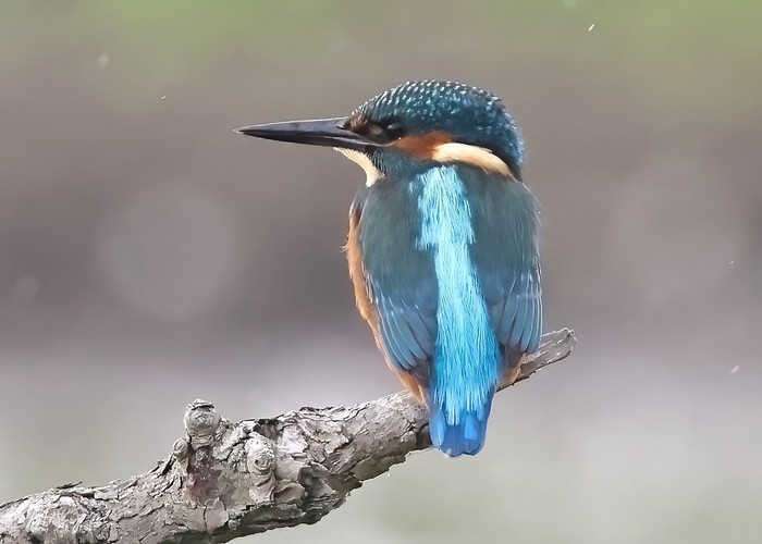 Kingfisher