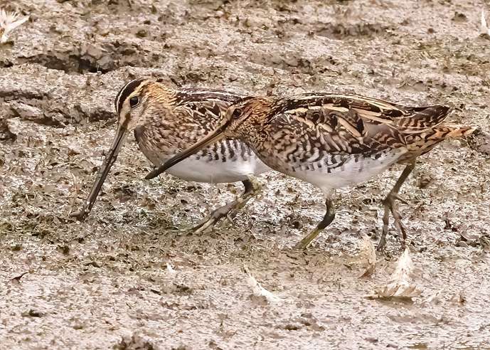 Snipe