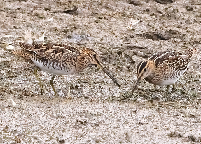 Snipe