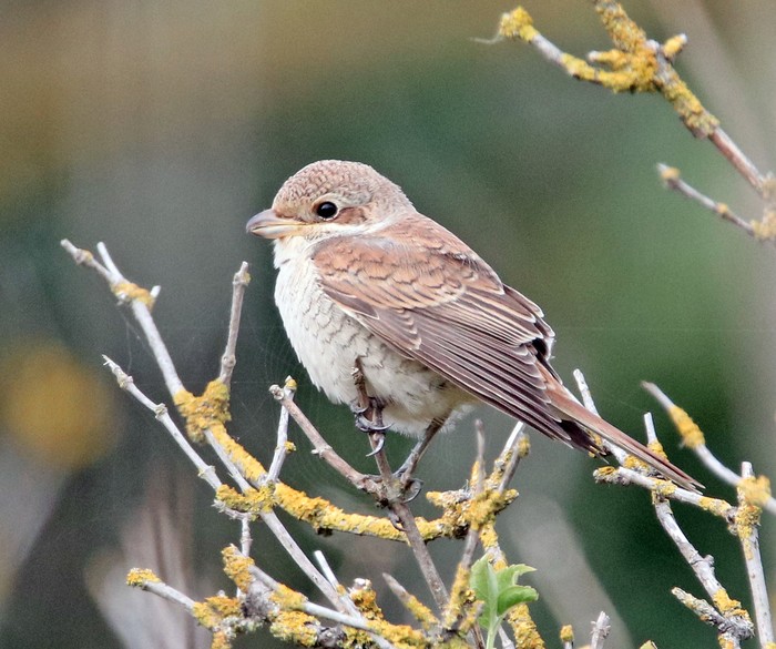 Red-backed Shrike