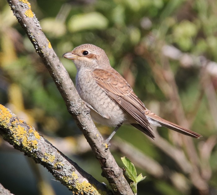 Red-backed Shrike