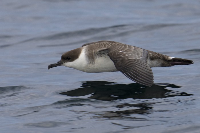 Great Shearwater