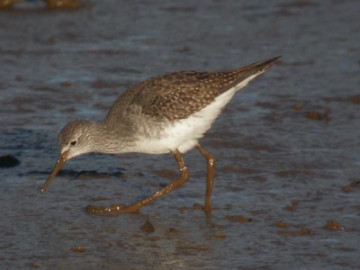 Lesser Yellowlegs