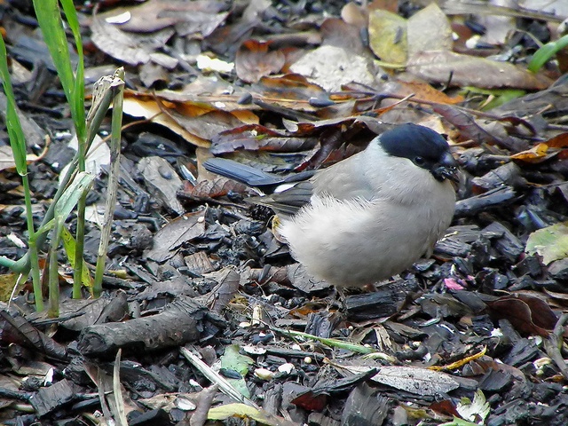 Bullfinch