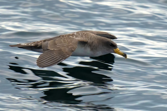 Cory's Shearwater