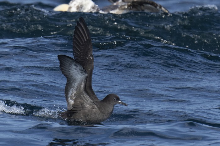 Sooty Shearwater