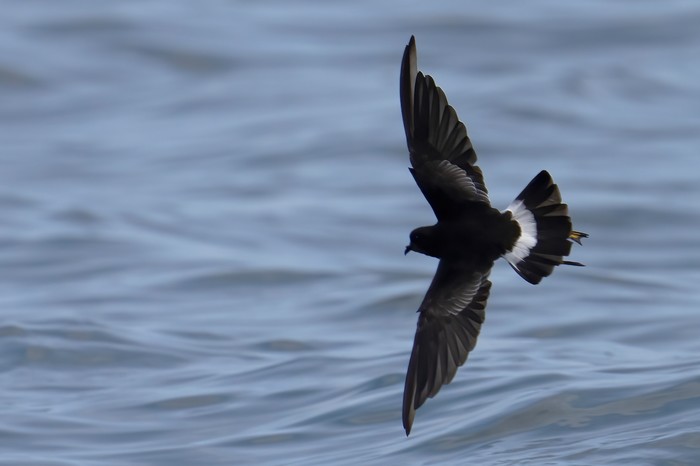 Wilson's Petrel