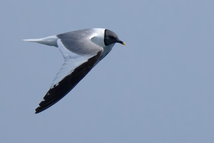 Sabine's Gull