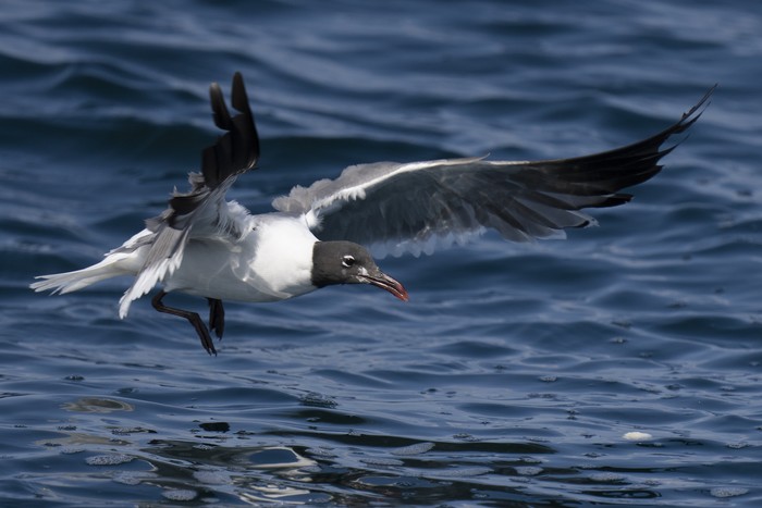 Laughing Gull