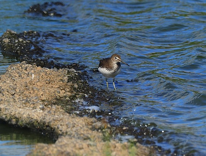 Green Sandpiper