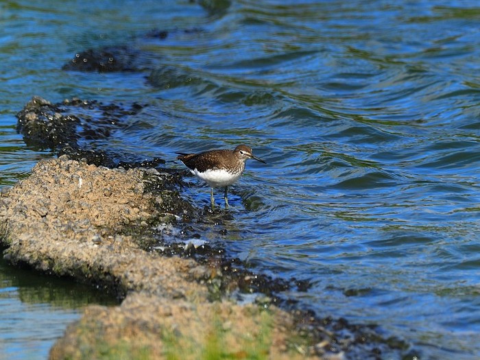Green Sandpiper