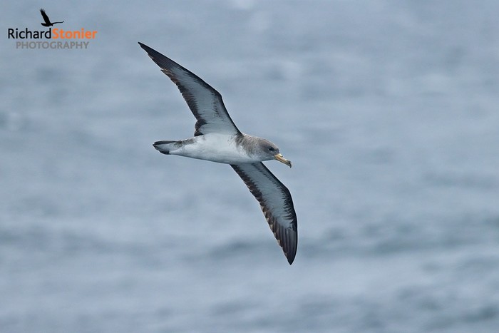 Cory's Shearwater