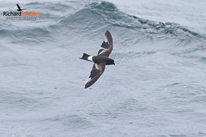 Wilson's Petrel