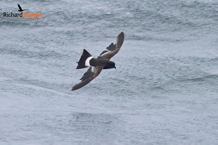 Wilson's Petrel