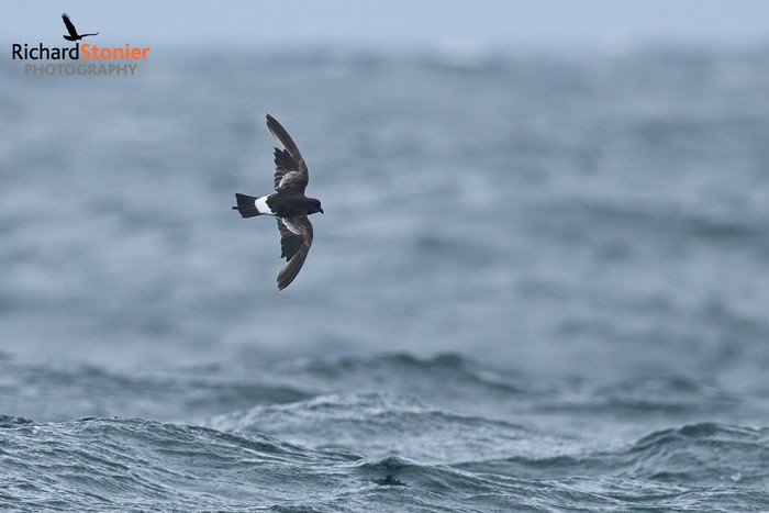 Wilson's Petrel
