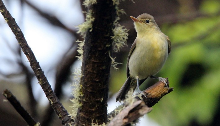 Icterine Warbler