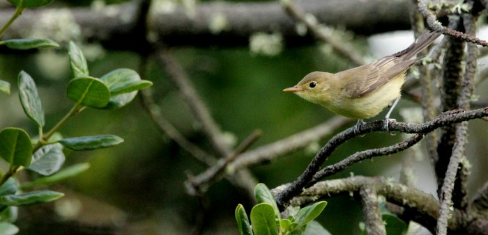 Icterine Warbler